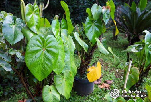 Descrição da Imagem 1