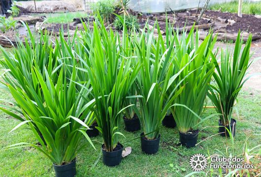 Descrição da Imagem 1